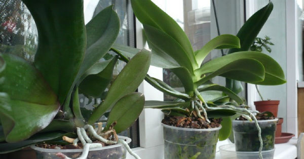 Как заставить цвести орхидею в домашних условиях3