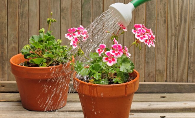 Вода для полива домашних растений