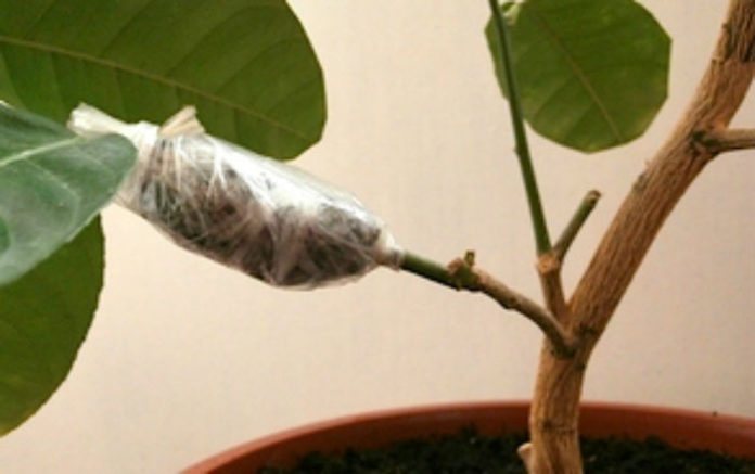 Размножение растений воздушными отводками
