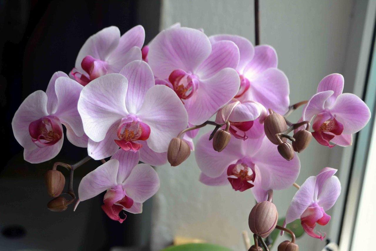 Орхидея. Что делать после цветения