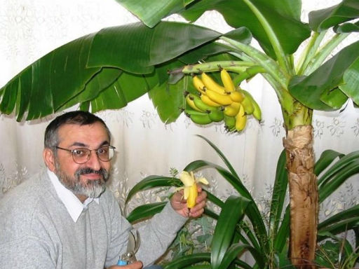 bananovye-dzhungli-v-kvartire