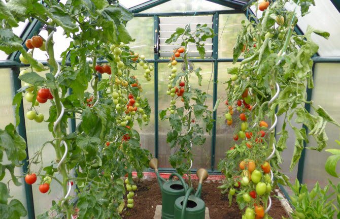 Как правильно нужно поливать рассаду томатов