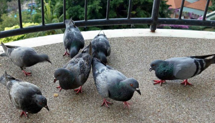 Как защитить балкон от голубей: пошаговая инструкция