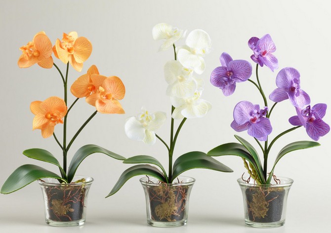 Содержание орхидей зимой: 14 полезных советов