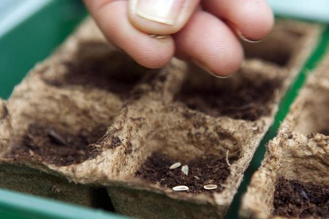 Выращивание укропа из семян в домашних условиях