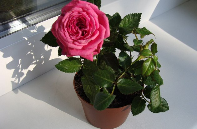Комнатная миниатюрная роза