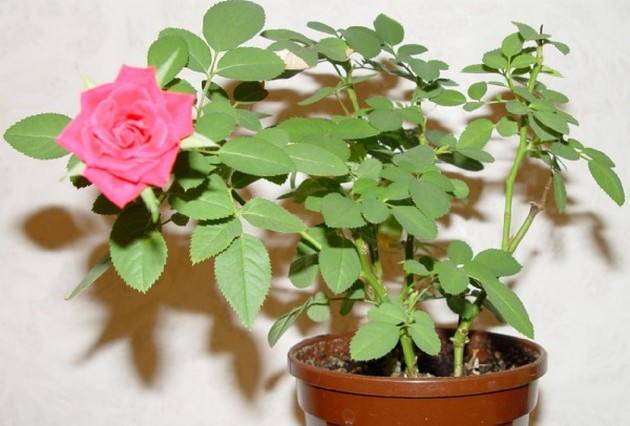 Комнатная миниатюрная роза