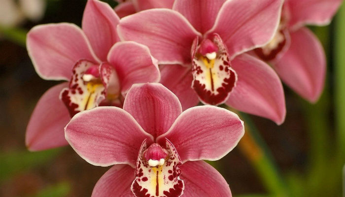 Что нужно знать о цветении орхидей2