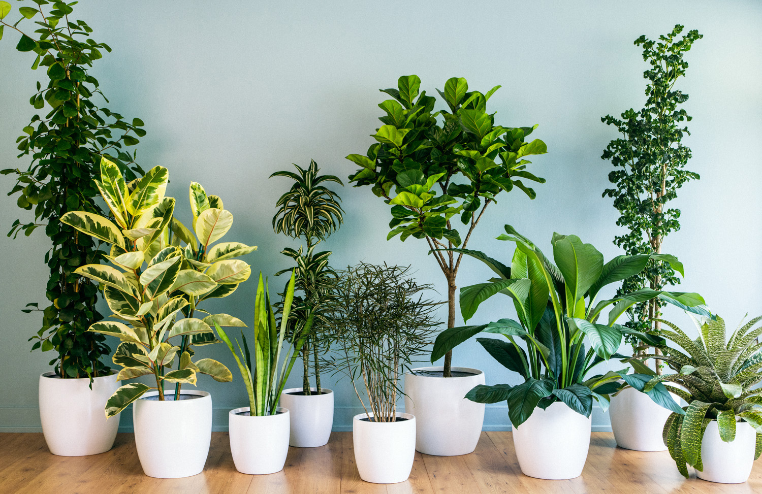 3 простых трюка для здоровья комнатных растений. Они оживут и зацветут!