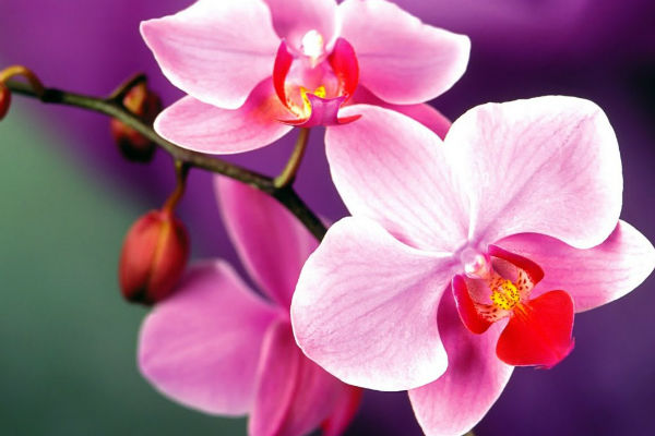 Магическое значение орхидеи