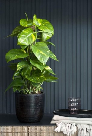 Вьющиеся комнатные растения: великолепная семерка