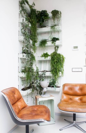Вьющиеся комнатные растения: великолепная семерка