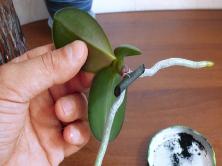 Зная этот секрет, вы с легкостью сможете размножать любимые орхидеи!