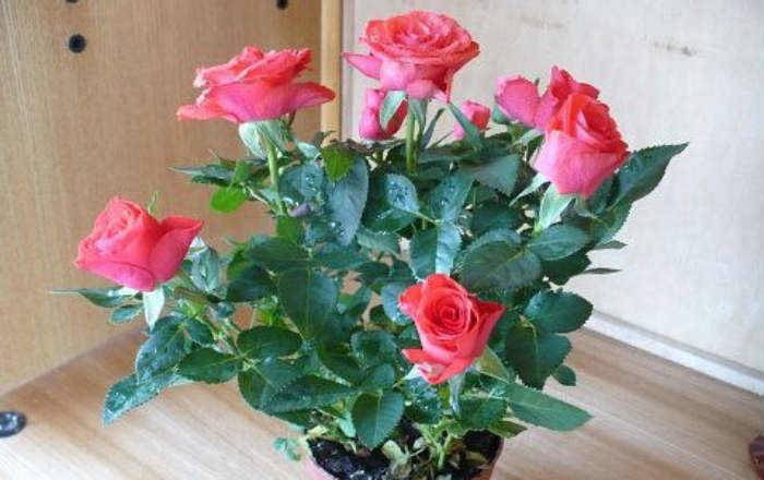 Почему миниатюрная роза часто погибает после покупки? Как этого избежать?
