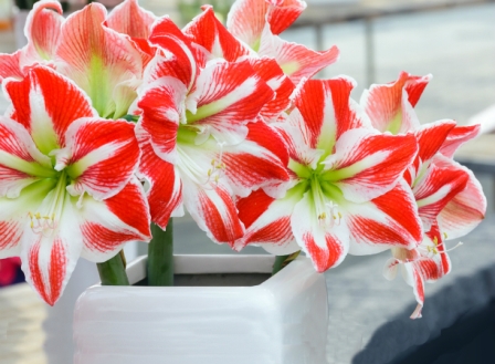 Ядовитые комнатные растения: 10 цветов, которые могут вас убить