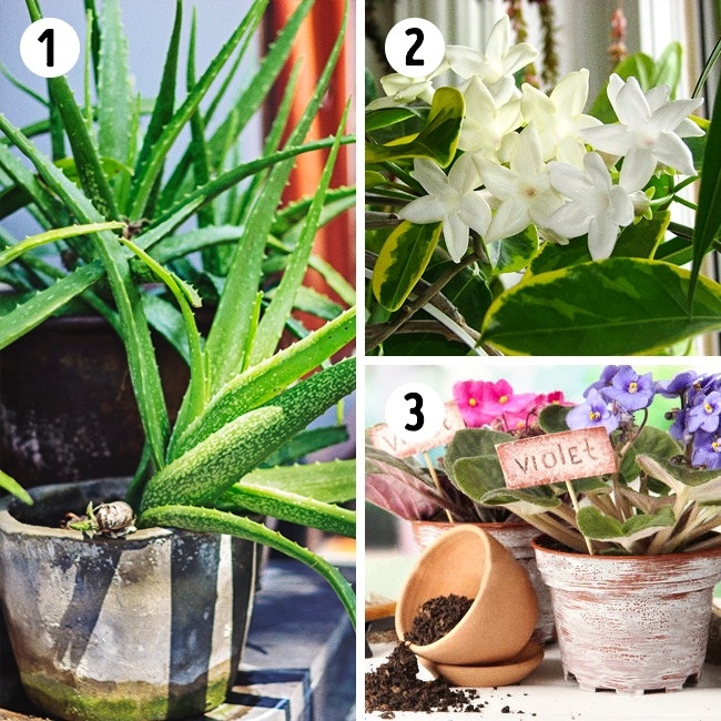15 лучших растений для каждой комнаты в вашем доме 