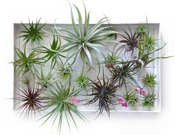 Восемь растений,которые хотят жить в вашей ванной комнате 
