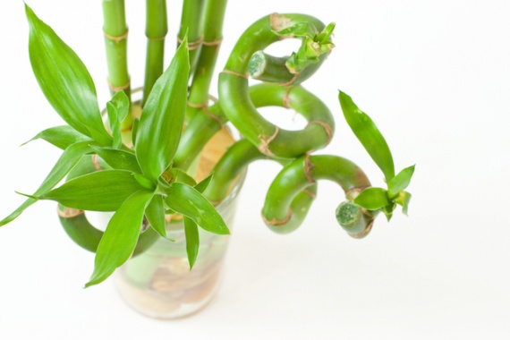 Восемь растений,которые хотят жить в вашей ванной комнате 
