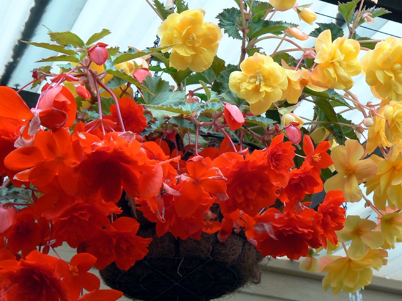 10 «несчастливых» цветов, которые нельзя держать в доме