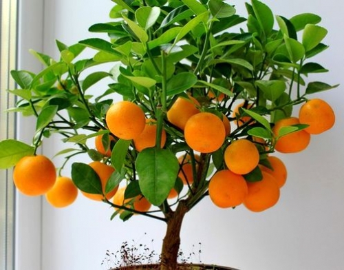 Как вырастить мандарин из косточки в домашних условиях