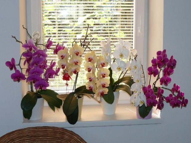 Полив орхидей во время цветения
