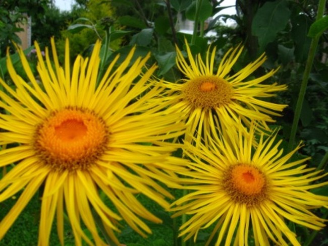 Цветы многолетники для сада — неприхотливые и долгоцветущие