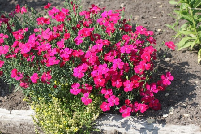Цветы многолетники для сада — неприхотливые и долгоцветущие