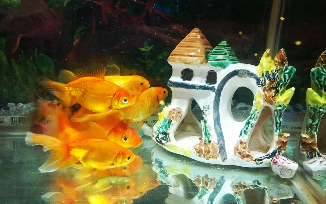 Интересные варианты, как украсить аквариум