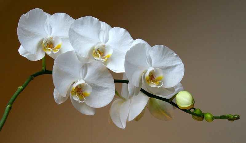 янтарная кислота из аптеки для орхидей