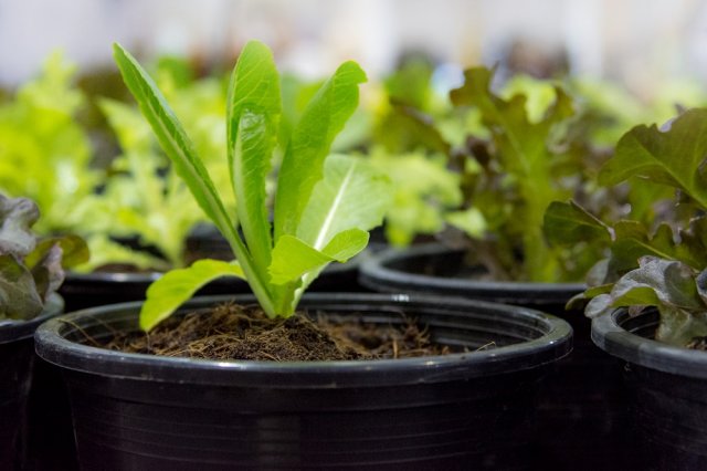 выращивание салата на подоконнике