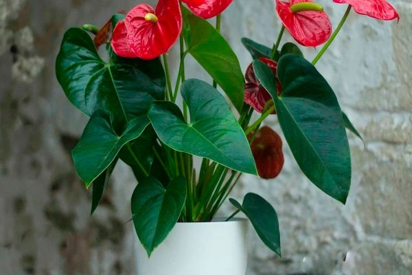 5 комнатных растений, которые не только украшают квартиру, но и притягивают удачу - 3