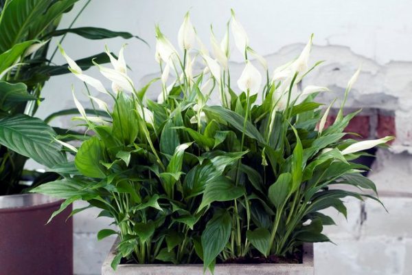5 комнатных растений, которые не только украшают квартиру, но и притягивают удачу - 1